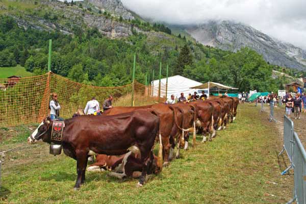 Concours de vache au Chinaillon fête traditionnelle savoyarde Haute Savoie