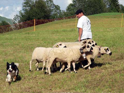 démonstration de chien berger